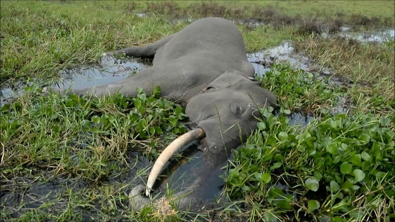 動画 インドの水田でゾウの死骸発見 感電死か 写真1枚 国際ニュース Afpbb News