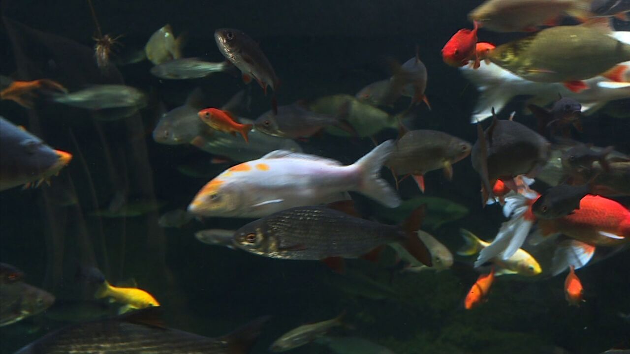 動画 捨てられた金魚600匹 水族館で 第二の魚生 仏パリ 写真1枚 国際ニュース Afpbb News