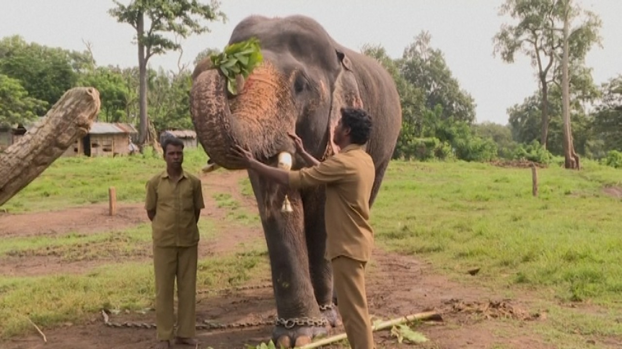 動画 インドの野生ゾウ 訓練で他の野生ゾウの襲撃阻止に協力 写真1枚 国際ニュース Afpbb News