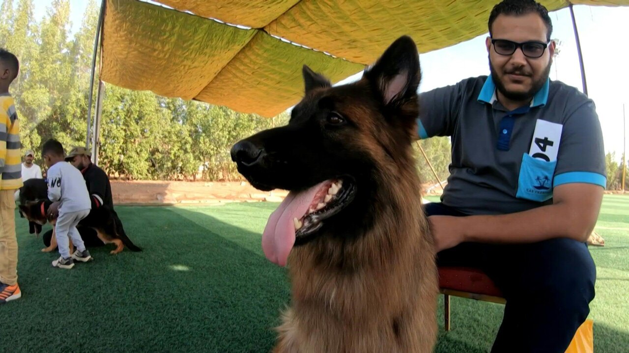 動画 ジャーマンシェパードにグレーハウンド 純血種の犬のビューティーコンテスト スーダン 写真1枚 国際ニュース Afpbb News