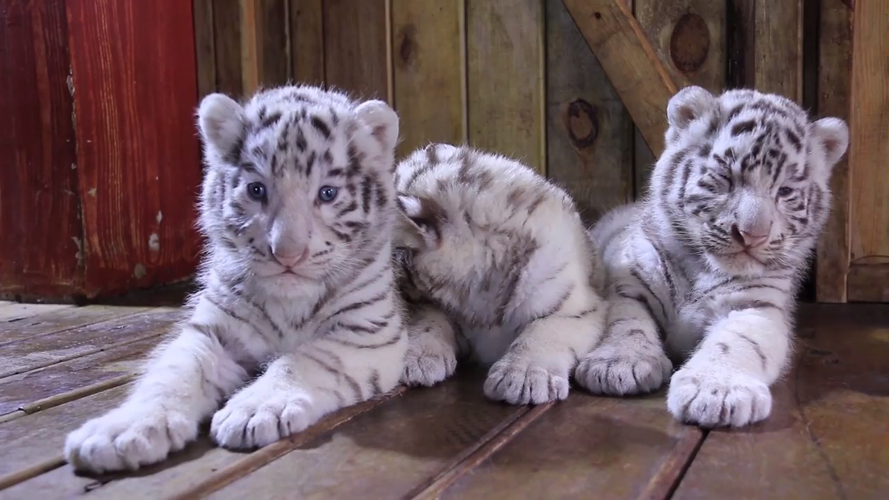 動画 三つ子のホワイトタイガーが一般公開 雲南野生動物園 写真1枚 国際ニュース Afpbb News