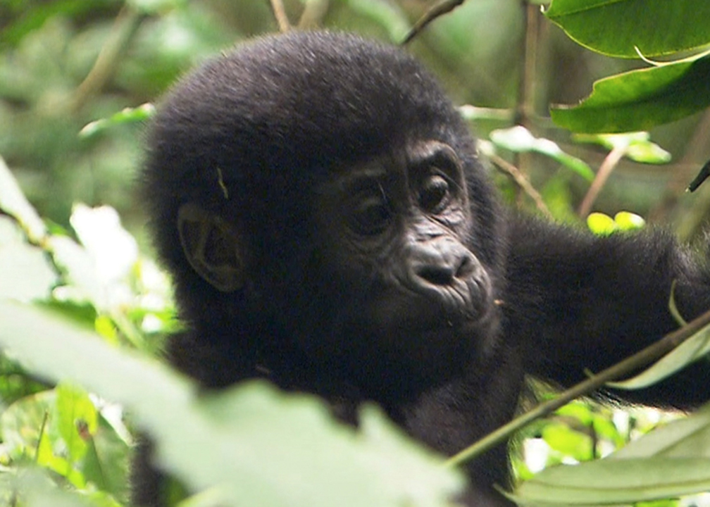 ゴリラの子育ては分業制バッチリ 母ゴリラと父ゴリラ それぞれの役割 Discovery Channel Japan ディスカバリーチャンネル