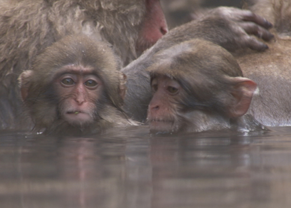 絶対に湯冷めしない 温泉大好きなサルたちの羨ましすぎる体の仕組み Discovery Channel Japan ディスカバリーチャンネル