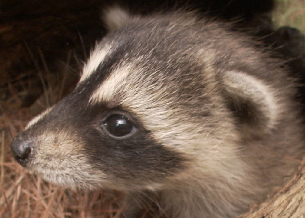 まず尻尾をチェック アライグマとタヌキを簡単に見分ける方法とは Discovery Channel Japan ディスカバリーチャンネル