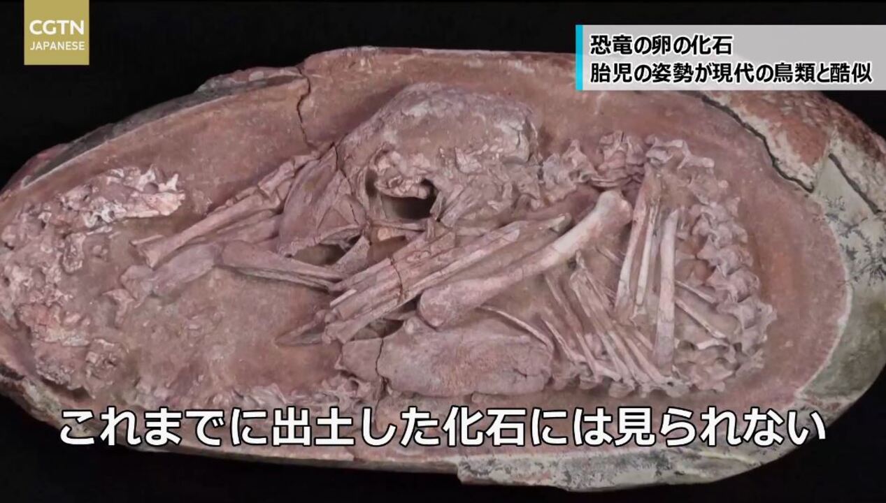 中国で発掘の恐竜の卵の化石 ふ化直前の赤ちゃんが現代の鳥類と酷似 