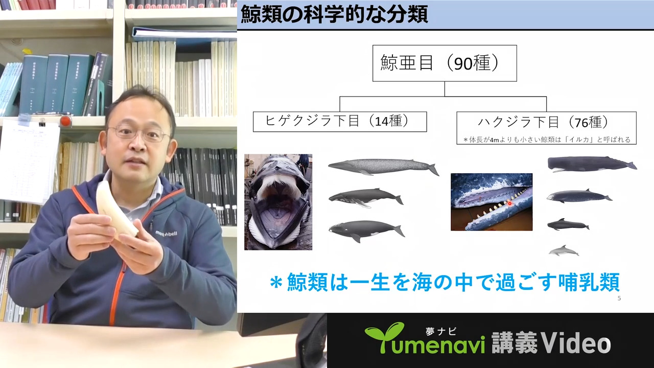 鯨～その謎につつまれた生態に迫る| 東京海洋大学 教授 村瀬 弘人 先生