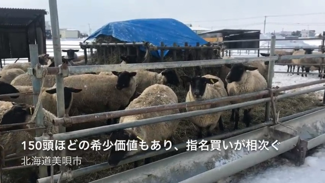 美唄のアスパラひつじ、名産食べて肉汁たっぷり 北海道・食の王国 - 日本経済新聞