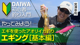 エギング｜釣り情報｜DAIWA